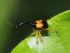 282601 – Photo : Laurent Plantard – Mayotte